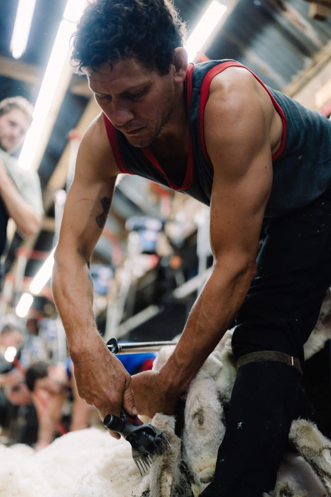 A shearer working through the fleece on the board